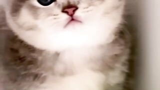Cat litter baby