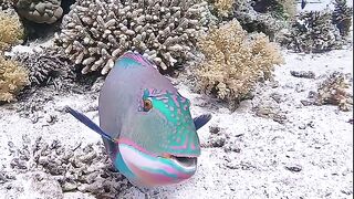 Fish amazing 2