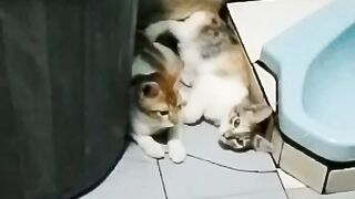 Because of the hot weather in Indonesia, my cats sleep in the bathroom