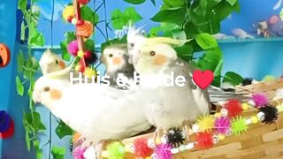 Huis e huide ♥️ 103