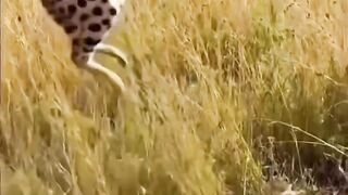 Comedy video in Asia