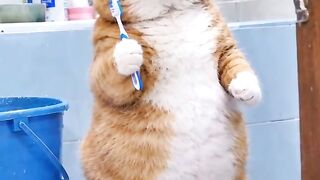 Comedy video chat