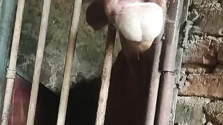 Funny videos from TikTok