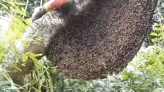 Honey beehive