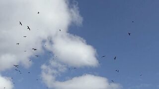 Birds_Flying_in_Slow_Motion