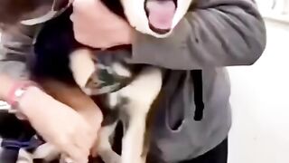 Dog Funny moment reaction Cat