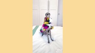 DOGS WEARING FANCY CLOTHES WITH FUNNY STYLES
