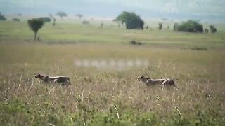 Animal Vedio