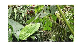 "Exploring the Exotic Lush Green Rainforests and Jungles"
