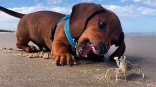 Funniest & Cutest Dachshund Puppies #1