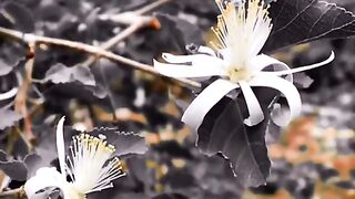 Desi tune of bansri with nature