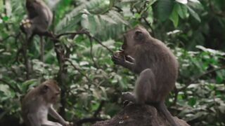 Monkey Eating Food | Monkey Eating Video | Monkey Video |