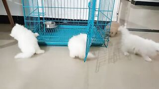 persian cat playing persian cat playing