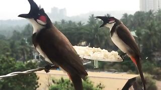 Beautiful birds