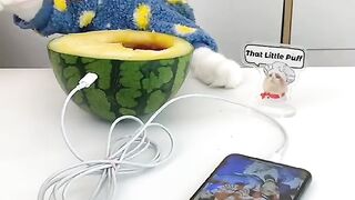 CATS WEARING CLOTHES IN FUNNY MOMENTS COMPILATION
