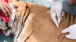 Micro chipping in tiger