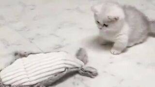 Funny cats????????????????