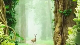 Beautiful nature | nature video | subscribe