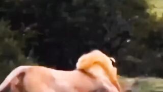 Lion's hunting pig