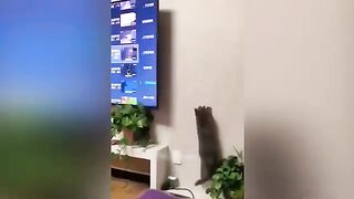 Funniest_Animals_2023_????_Funniest_Cats_and_Dogs_????????(360p).mp4Funniest_Animals_2023_????_Funniest_Cats_and_Dogs_????????(360p).