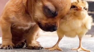 Cute puppy