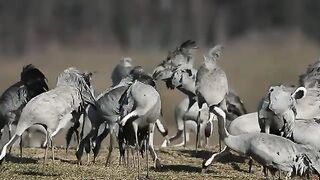 Beautiful crane Kounj birds