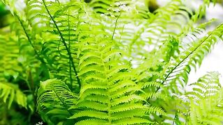 Green world