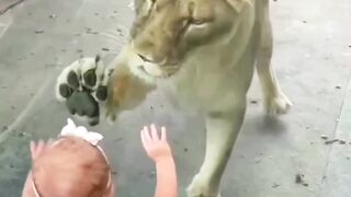 Lion playing baby