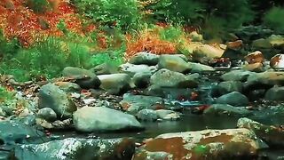 Water and trees