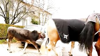 What_happens_when_a_Horse_and_Two_bulls_go_out_for_walk_in_a_village_?(360p).