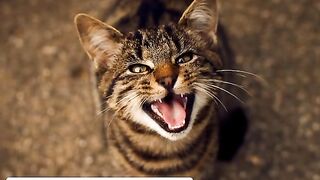 Amazing facts about animals