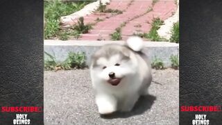 Try not to laugh!   Funny pets!