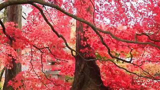 Beautiful video forest