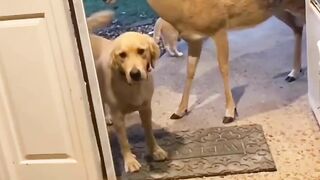 Wild animal with dogs