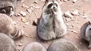 Funny Wild animal