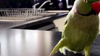Funny parrot