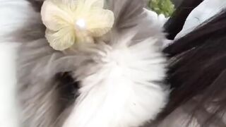 Cute rabbit