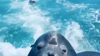 Funny animal
