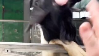 Funny goat