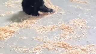 Funny Monkey baby