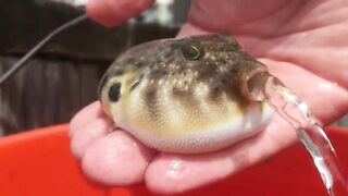 Puffer Fish releasing water!