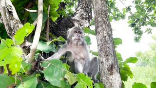Fight monkey  funny video