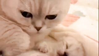 Cute cat with beautiful baby