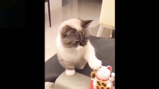 FUNNY PETS, FUNNY FRIENDS!
