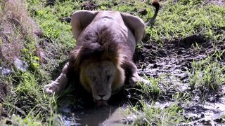 Good lion