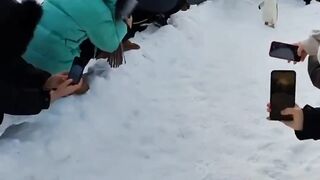Cute Penguin