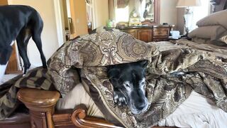 Luzzy dog