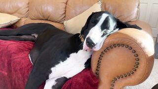 Nice dog