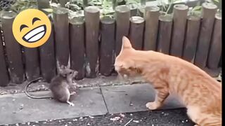 Cat vs mouse#febspot