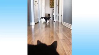FUNNY ANIMALS!
